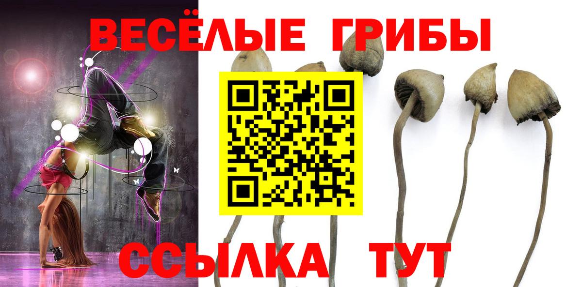 Асино  Псилоцибиновые грибы прущие грибы  Вход с VPN  Псилоцибиновые грибы Psilocybine cubensis 
